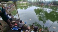 Serunya Ngabuburit Sambil Mabar di Kolam Pancing Pak Cellep Wirolegi Jember