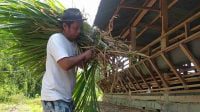 Bermodal Kambing, Petani di Jombang Daftar Jadi Calon Anggota DPRD