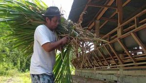 Bermodal Kambing, Petani di Jombang Daftar Jadi Calon Anggota DPRD