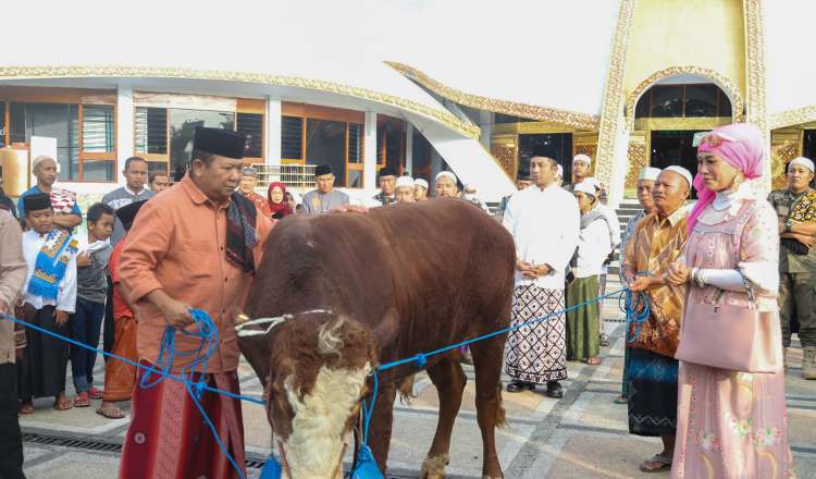 5 ekor sapi kurban
