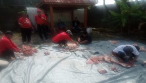 DPC PDIP Bakti Sosial, Kurban 2 Ekor Sapi dan 10 Kambing