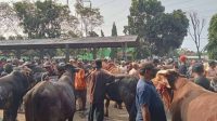 Jelang Idul Adha, Harga Sapi di Kota Probolinggo Naik 10-20 Persen