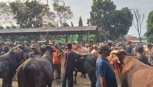 Jelang Idul Adha, Harga Sapi di Kota Probolinggo Naik 10-20 Persen