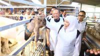 Promosikan Hewan Kurban Jatim, Khofifah: Hewan Sehat, Stok Surplus