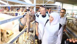 Promosikan Hewan Kurban Jatim, Khofifah: Hewan Sehat, Stok Surplus