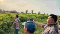 Komisi III Sidak Lokasi Penebangan Mangrove