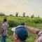 Pohon mangrove ditebang