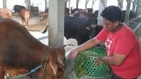 Senyum Lebar Peternak Sapi di Jombang Jelang Hari Raya Kurban