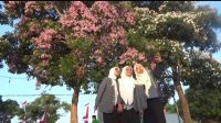 Cantiknya Bunga Tabebuya Bermekaran di Jombang, Jadi Spot Foto Anak Muda Bak di Negeri Sakura
