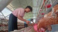 Harga Telur Melambung, Peternak Ayam Petelur di Jombang Senyum Lebar