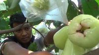 Manisnya Cuan dari Budidaya Jambu Madu Deli di Jombang