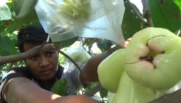 Jambu air