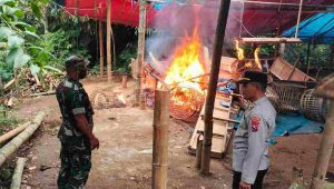 Arena Sabung Ayam di Desa Ngawonggo Tajinan Diobrak Abrik, Puluhan Penjudi Berhamburan