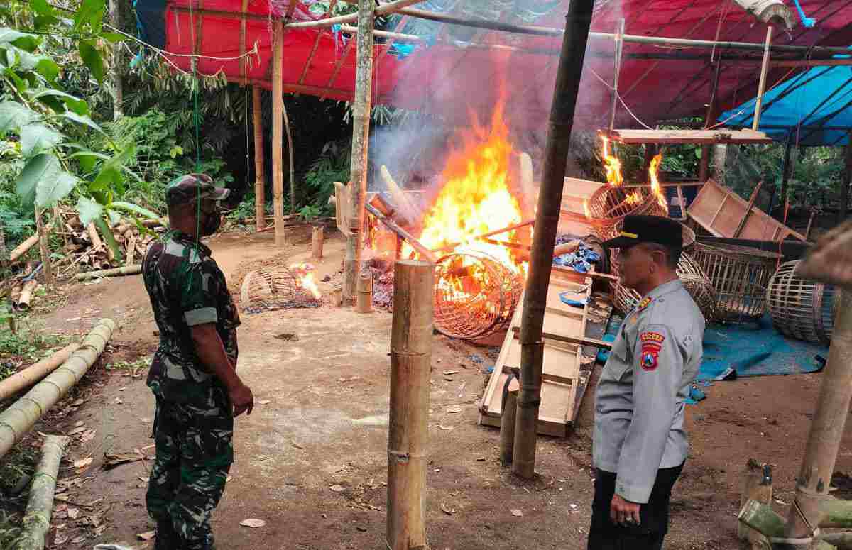 Sabung ayam