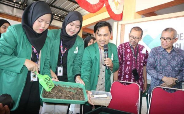Budidaya Maggot