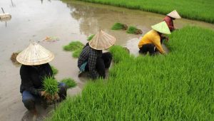 10.000 Buruh Tani di Jember Dilindungi BPJS Naker