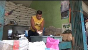 Kemarau Panjang di Jombang Bawa Dampak Harga Beras Naik
