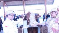 Tinjau Produksi Semen Beku Sapi di BBIB Singosari, Wamentan Pastikan Kualitas Bisa Meningkat