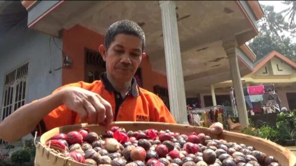 Buah pala