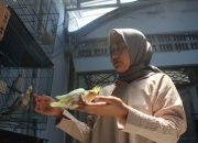 Cantiknya Cuan dari Budidaya Burung Parkit Australia di Jombang