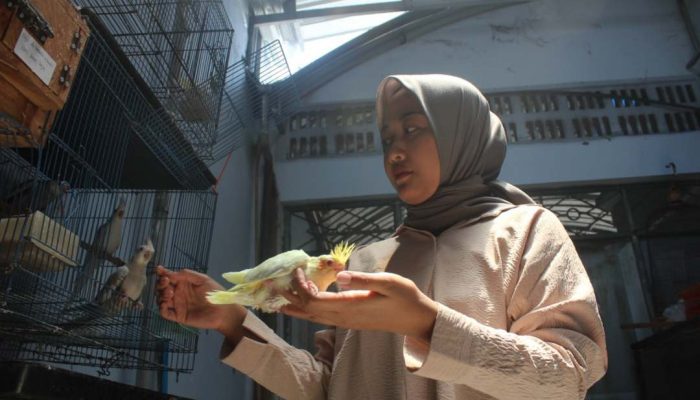Cantiknya Cuan dari Budidaya Burung Parkit Australia di Jombang