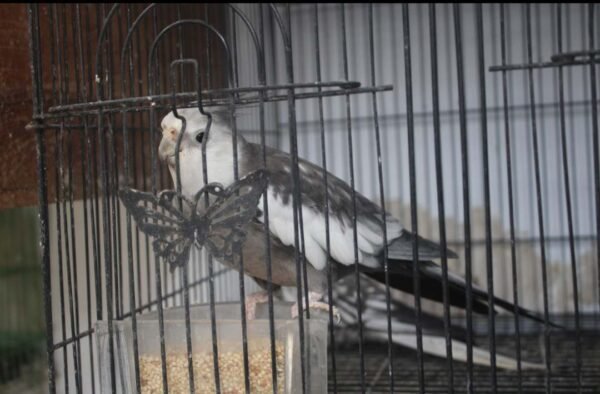 Parkit Australia