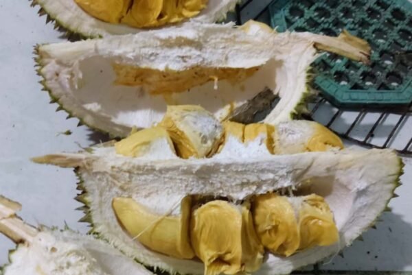 Durian Gucialit
