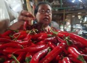 Jelang Maulid Nabi, Harga Cabai di Probolinggo Kian Naik