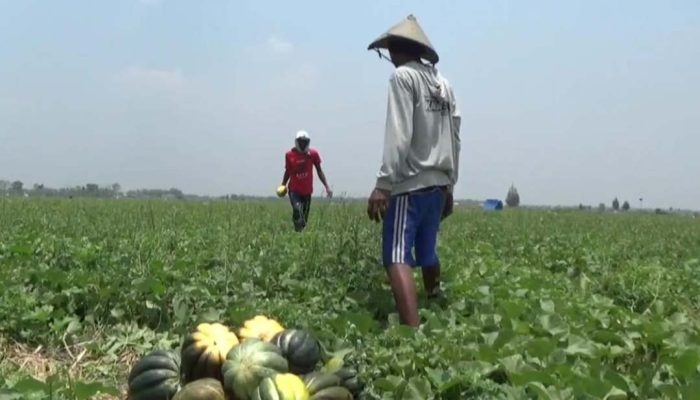 Musim Panas Membawa Berkah, Petani Blewah di Jombang Panen Buah Melimpah