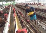 Harga Telur Melambung, Peternak Ayam di Jombang Full Senyum