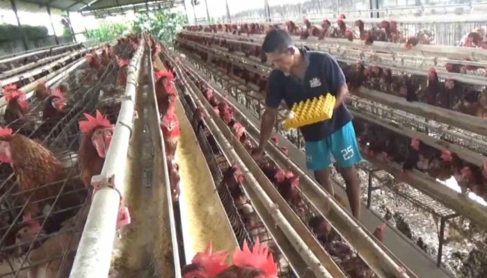 Harga Telur Melambung, Peternak Ayam di Jombang Full Senyum
