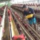Harga Telur