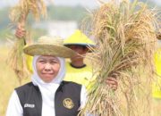 Panen Raya Padi di Tuban, Khofifah Apresiasi Pemanfaatan Pupuk Organik
