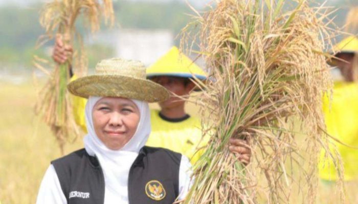 Panen Raya Padi di Tuban, Khofifah Apresiasi Pemanfaatan Pupuk Organik
