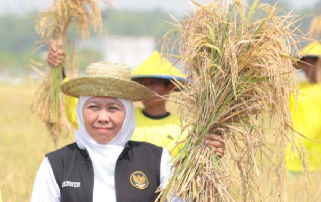 Panen Raya