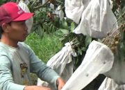 Musim Panen Tiba, Petani Lengkeng Kateki di Jombang Raup Cuan Ratusan Juta