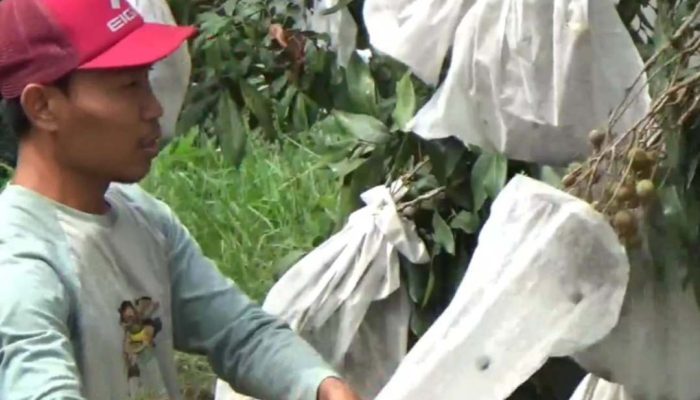 Musim Panen Tiba, Petani Lengkeng Kateki di Jombang Raup Cuan Ratusan Juta
