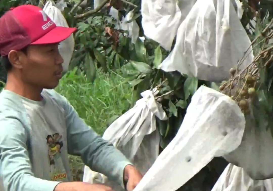 Petani kelengkeng