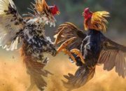 Judi Sabung Ayam di Blitar Merajalela