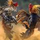 Sabung ayam