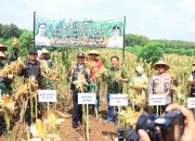 Forkopimda Ngawi Panen Raya Jagung
