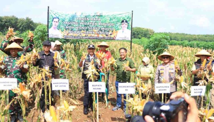 Forkopimda Ngawi Panen Raya Jagung