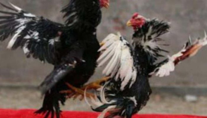 Perjudian Marak, Polda Jatim Didesak Turun Tangan