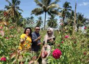 Jember Punya Kebun Mawar, Cocok Jadi Tujuan Wisata Anda