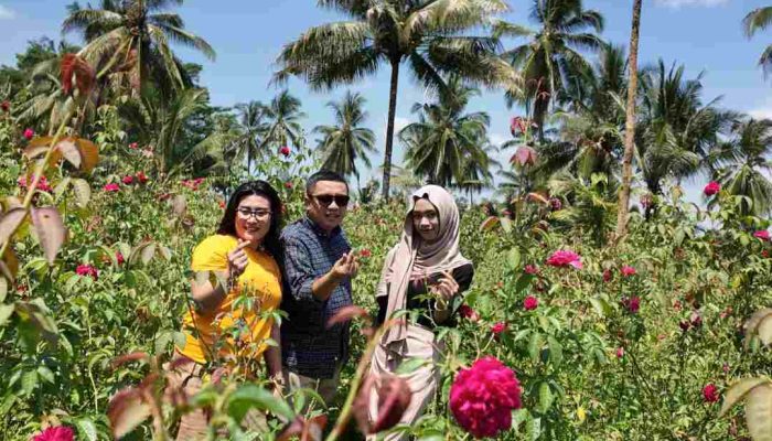 Jember Punya Kebun Mawar, Cocok Jadi Tujuan Wisata Anda