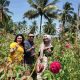 Kebun Mawar
