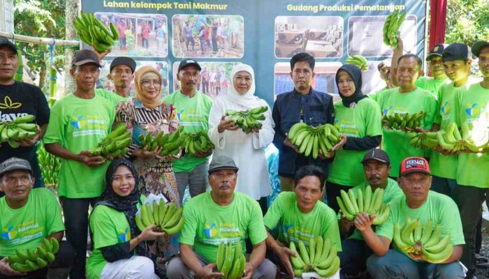 Wow..Petani Millenial Lumajang dan Khofifah Kejar Eksport
