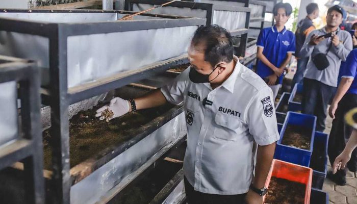 Bupati Jember Kunjungi Pabrik Maggot Milik Poktan Desa Sukamakmur