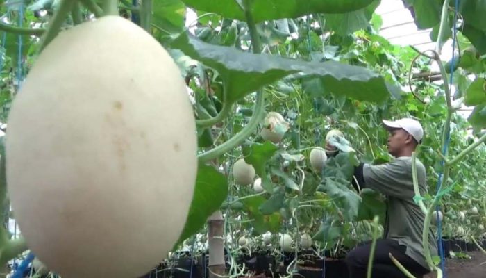 Musim Hujan, Harga Buah Naik, Berkah Bagi Pembudidaya Melon Sistem Greenhouse di Jombang