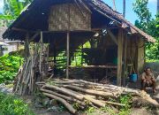 Di Lumajang, Ada Warga Tidur Dempet Kandang